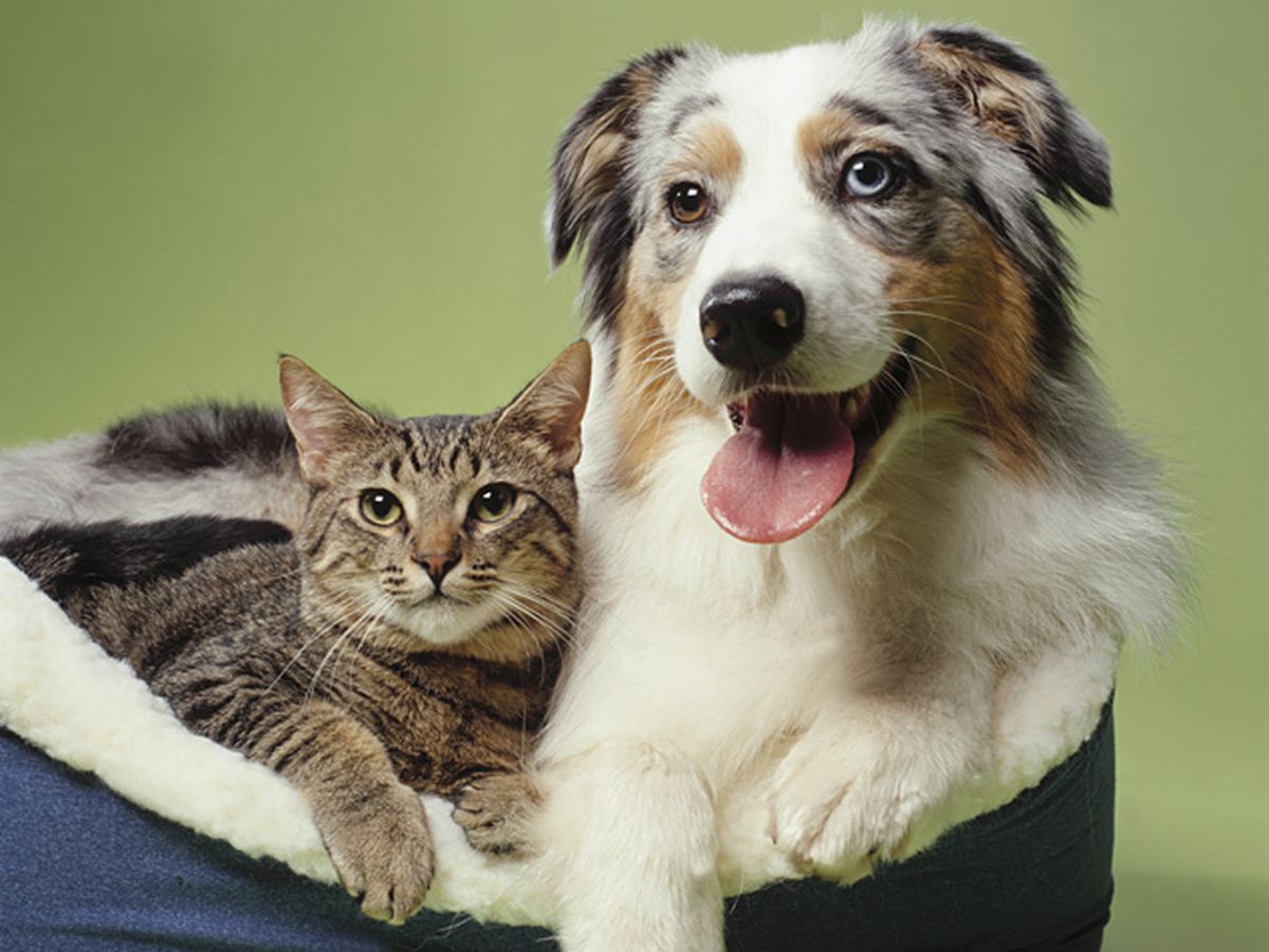 cat and dog